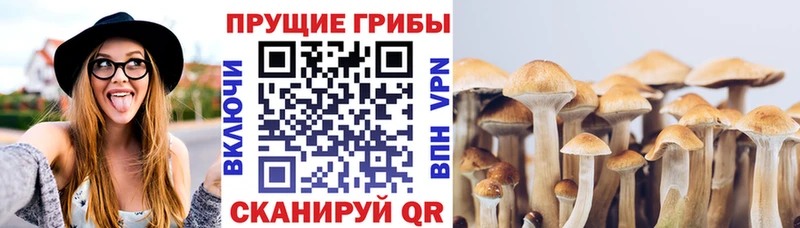 Галлюциногенные грибы Psilocybine cubensis  Сегежа 