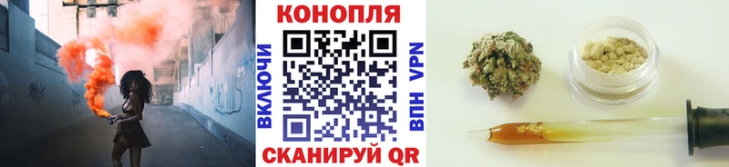 Конопля сатива Сегежа